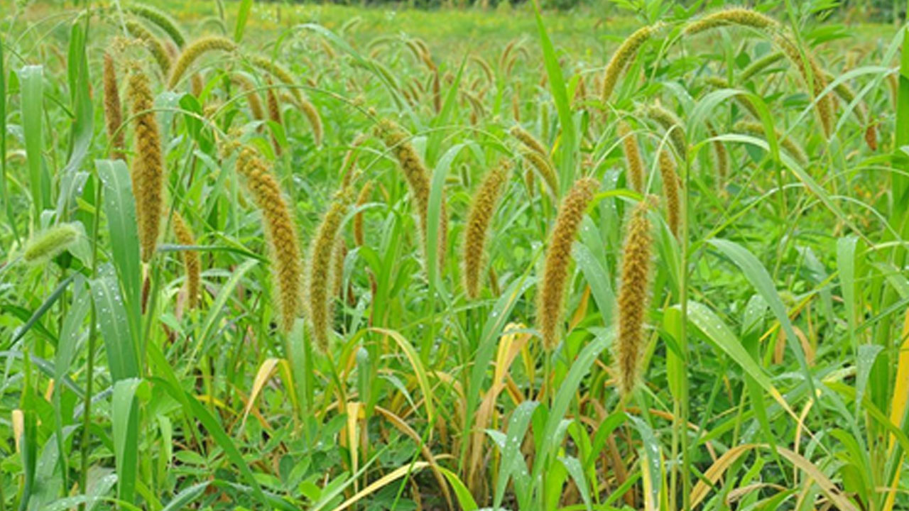 Minor Millets: Good for Health, Good for Farmers